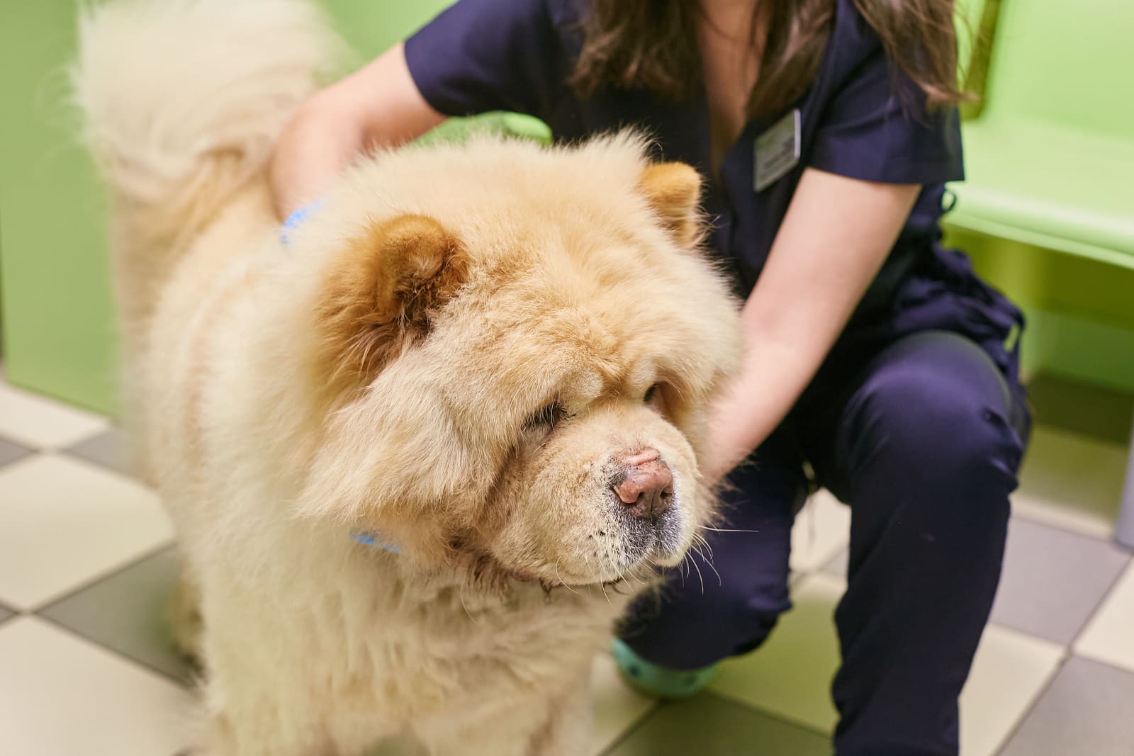 Ветеринарная клиника «Котонай» на Костюшко