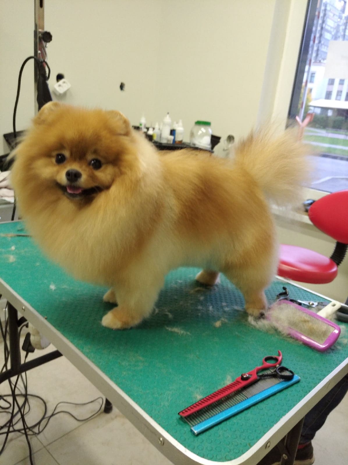 Груминг-салон «Зверюльня» на Адмирала Трибуца