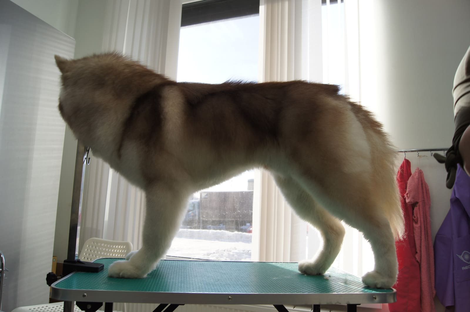 Груминг-салон «Зверюльня» на Адмирала Трибуца