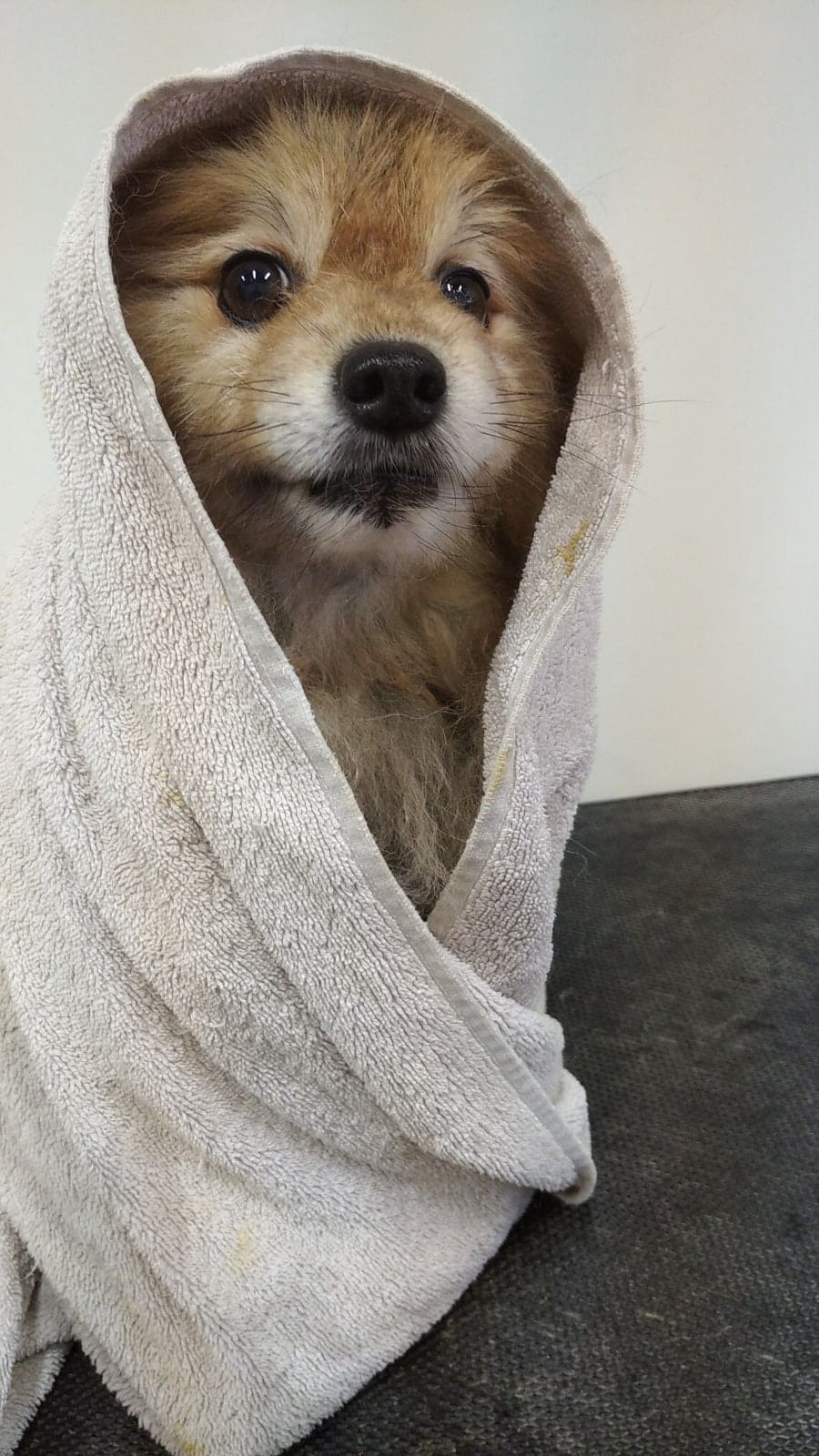 Груминг-салон «Зверюльня» на Адмирала Трибуца