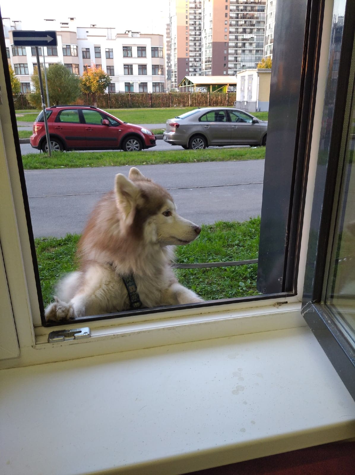 Груминг-салон «Зверюльня» на Адмирала Трибуца