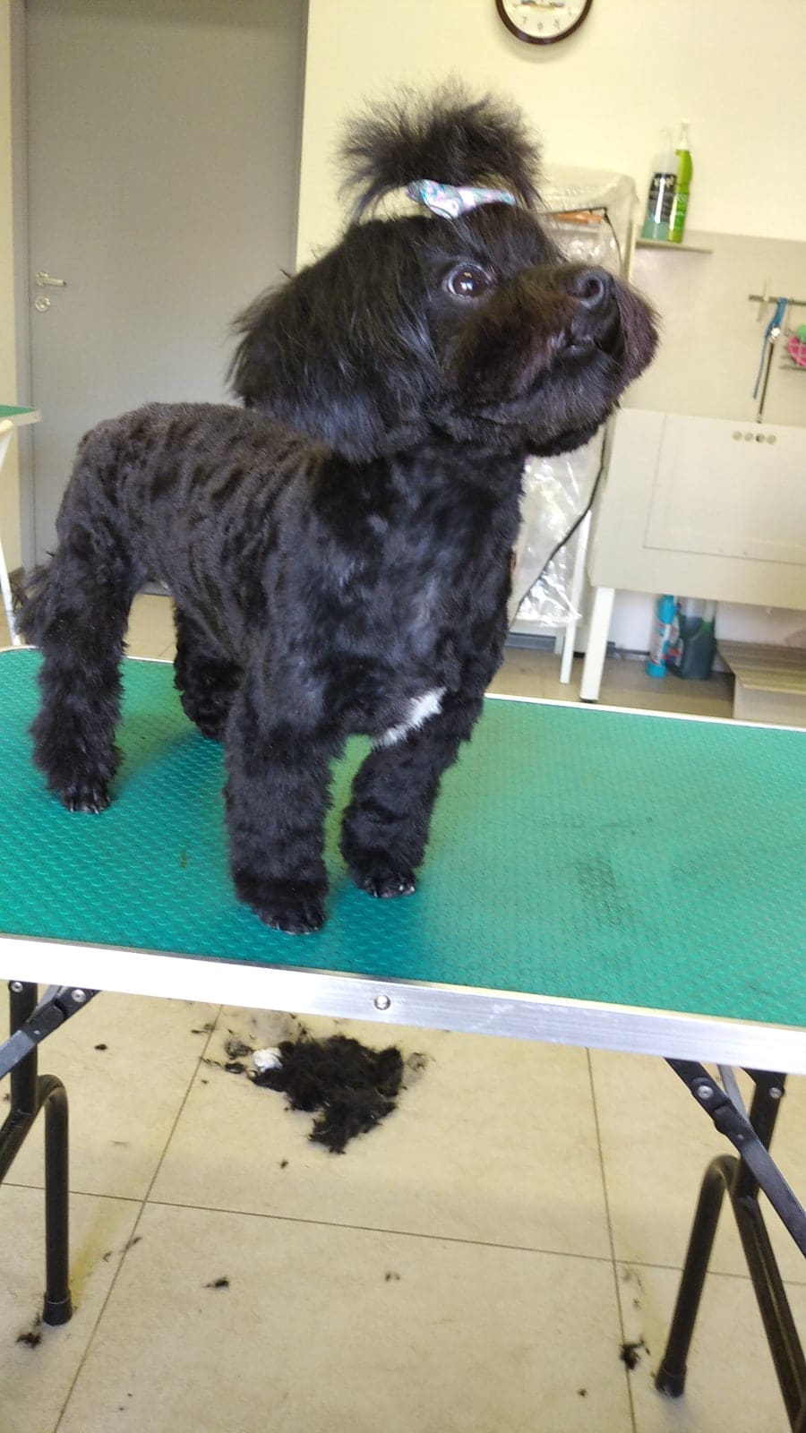 Груминг-салон «Зверюльня» на Адмирала Трибуца