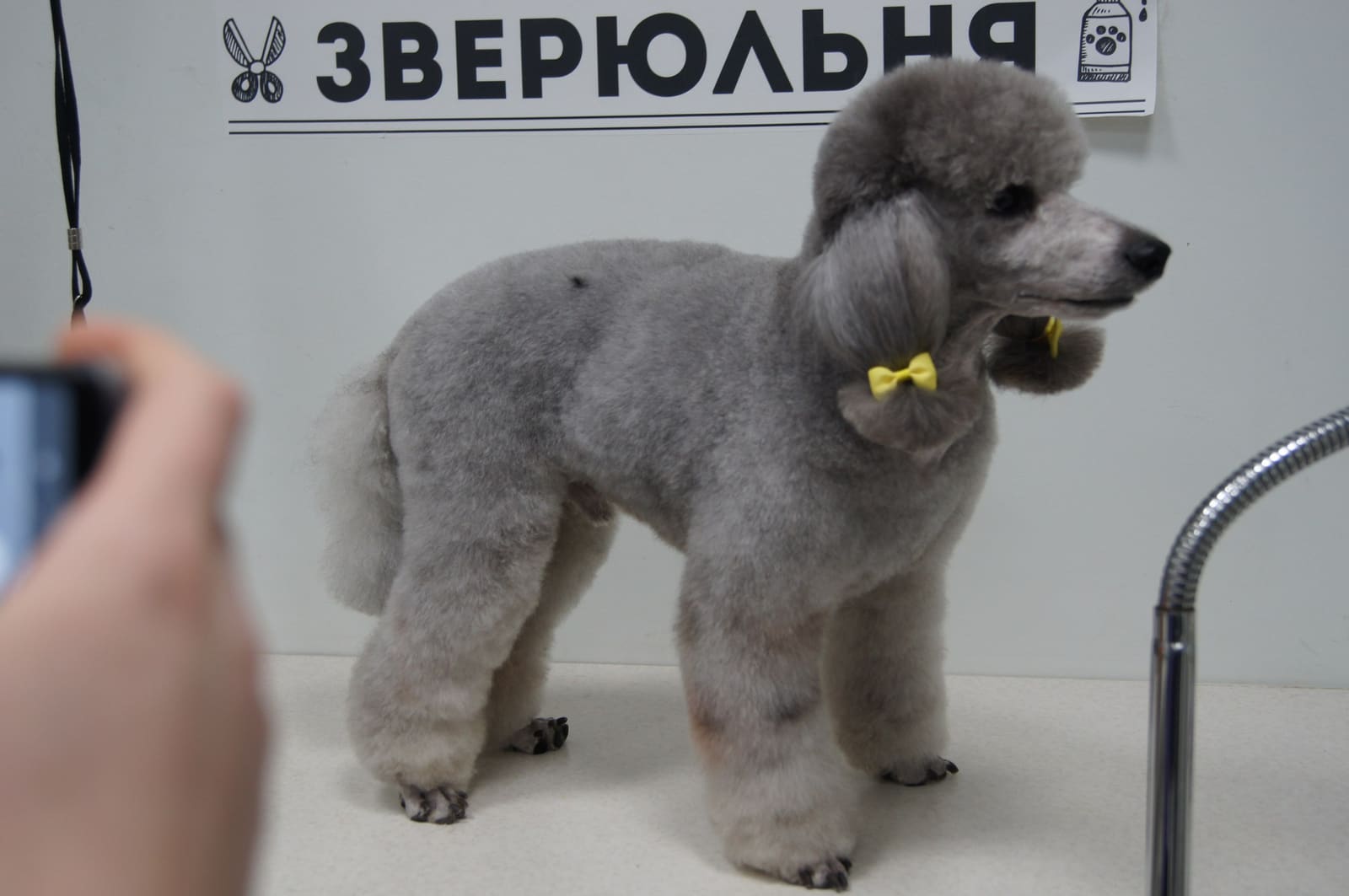 Груминг-салон «Зверюльня» на Адмирала Трибуца