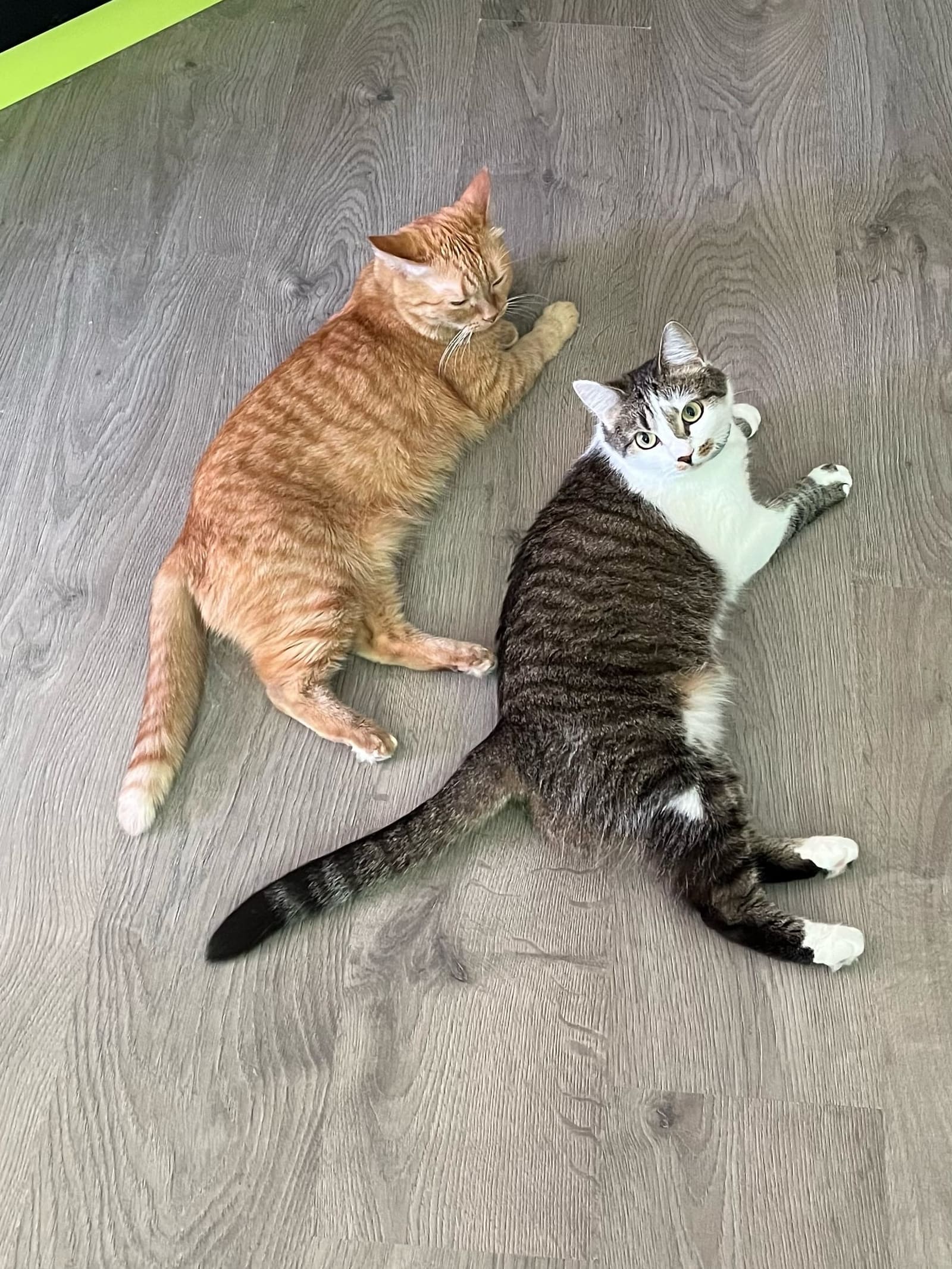 Ветеринарная клиника «СитиВет» на Зины Портновой